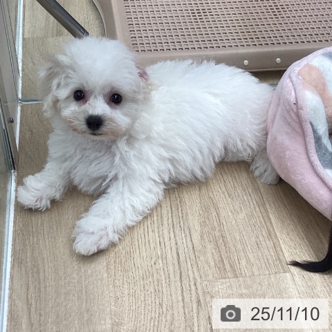 ビション・フリーゼの写真