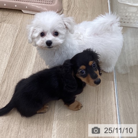 ビション・フリーゼの写真