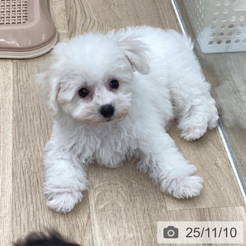 ビション・フリーゼの写真