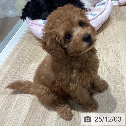 千葉県のトイプードル(トイ) (ペットプラス 木更津店/2025年9月10日生まれ/男の子/レッド)の子犬の4枚目の画像