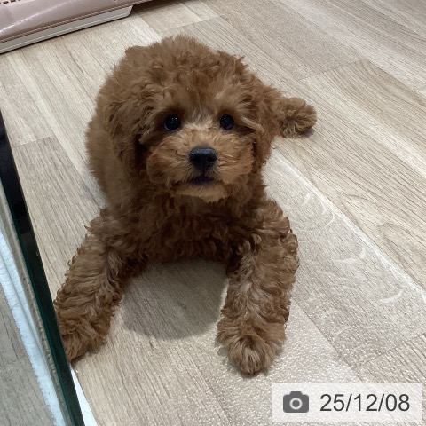 千葉県のトイプードル(トイ) (ペットプラス 木更津店/2025年9月10日生まれ/男の子/レッド)の子犬の3枚目の画像