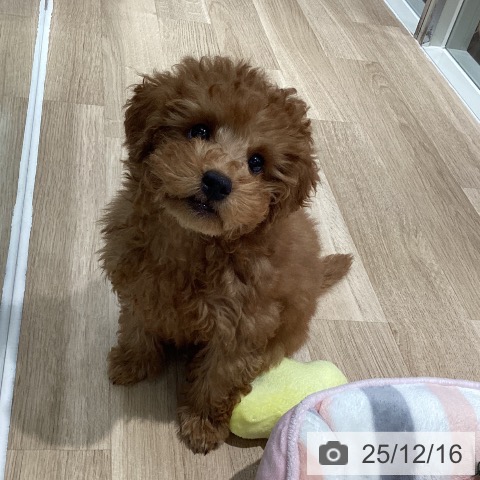 千葉県のトイプードル(トイ) (ペットプラス 木更津店/2025年9月10日生まれ/男の子/レッド)の子犬の3枚目の画像