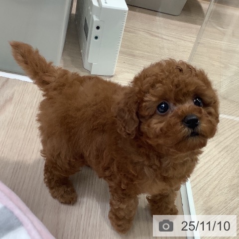 トイ・プードルの写真