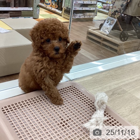 トイ・プードルの写真