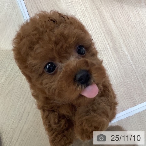 トイ・プードルの写真