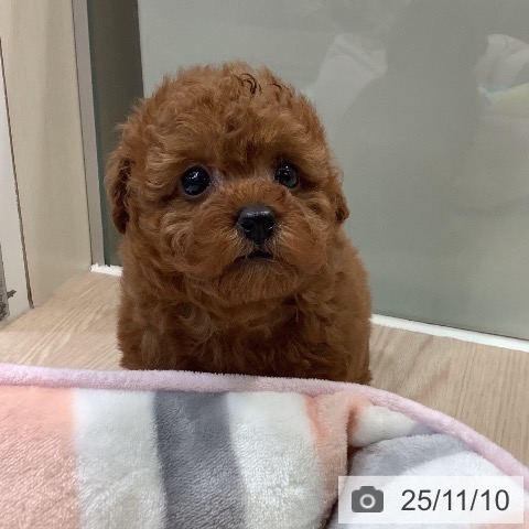 トイ・プードルの写真