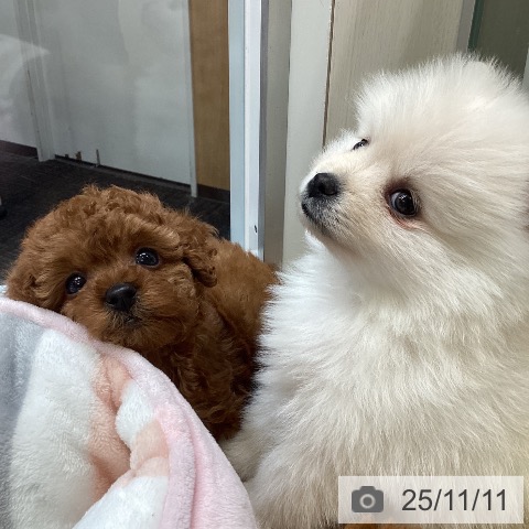 トイ・プードルの写真