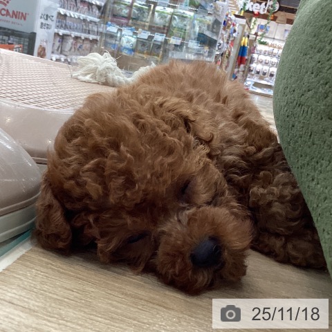 トイ・プードルの写真