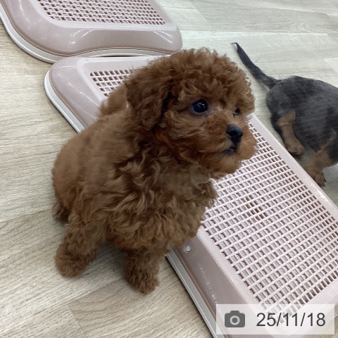 トイ・プードルの写真