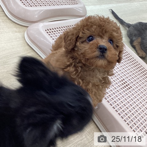 トイ・プードルの写真