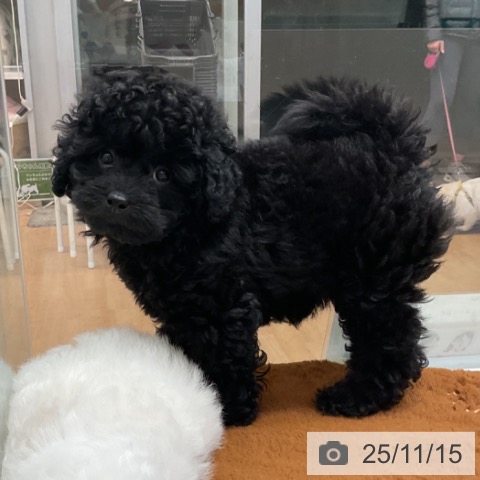 トイ・プードルの写真