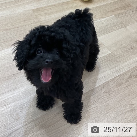 神奈川県のトイプードル(トイ) (ペットプラス テラスモール湘南店/2025年8月29日生まれ/女の子/ブラック)の子犬の4枚目の画像
