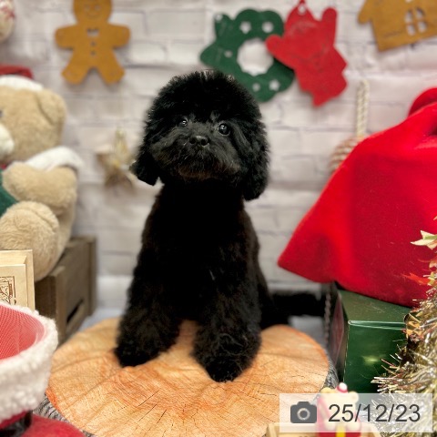 神奈川県のトイプードル(トイ) (ペッツワン 横須賀久里浜店/2025年8月29日生まれ/女の子/ブラック)の子犬の4枚目の画像