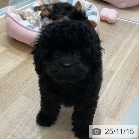 トイ・プードルの写真