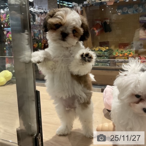 群馬県のシーズー (ペットプラス 前橋店/2025年9月10日生まれ/男の子/ホワイトゴールド)の子犬の4枚目の画像