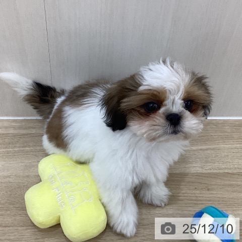 群馬県のシーズー (ペットプラス 前橋店/2025年9月10日生まれ/男の子/ホワイトゴールド)の子犬の3枚目の画像