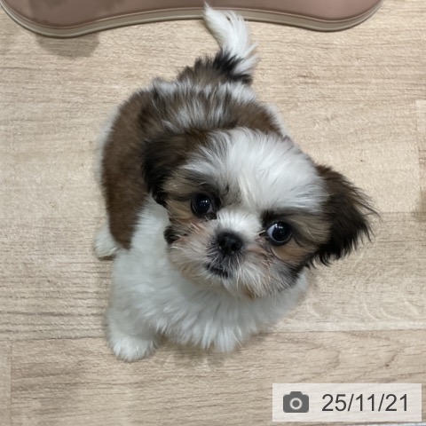 東京都のシーズー (ペットプラス MARK IS 葛飾かなまち店/2025年9月10日生まれ/女の子/ホワイトゴールド)の子犬の4枚目の画像