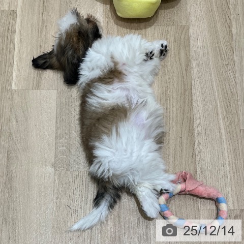 東京都のシーズー (ペットプラス MARK IS 葛飾かなまち店/2025年9月10日生まれ/女の子/ホワイトゴールド)の子犬の3枚目の画像