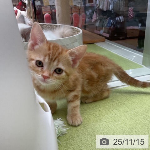 福島県のアメリカンショートヘアー (ペットプラス 福島店/2025年9月12日生まれ/女の子/レッドタビー)の子猫の4枚目の画像