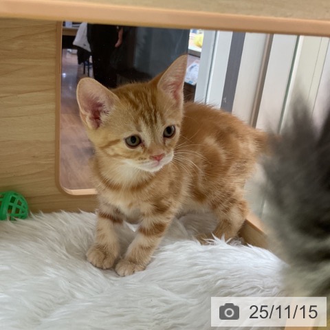 福島県のアメリカンショートヘアー (ペットプラス 福島店/2025年9月12日生まれ/女の子/レッドタビー)の子猫の3枚目の画像