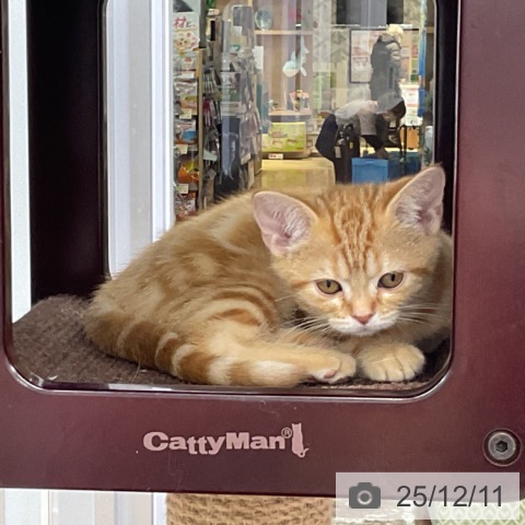 福島県のアメリカンショートヘアー (ペットプラス 福島店/2025年9月12日生まれ/女の子/レッドタビー)の子猫の3枚目の画像