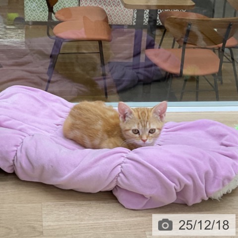 福島県のアメリカンショートヘアー (ペットプラス 福島店/2025年9月12日生まれ/女の子/レッドタビー)の子猫の4枚目の画像