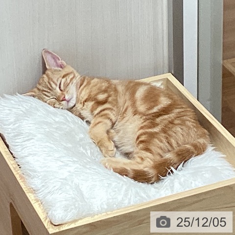 埼玉県のアメリカンショートヘアー (ペットプラス ピオニウォーク東松山店/2025年9月12日生まれ/女の子/レッドタビー)の子猫の4枚目の画像