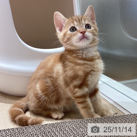 埼玉県のアメリカンショートヘアー (ペットプラス ピオニウォーク東松山店/2025年9月12日生まれ/女の子/レッドタビー)の子猫の3枚目の画像