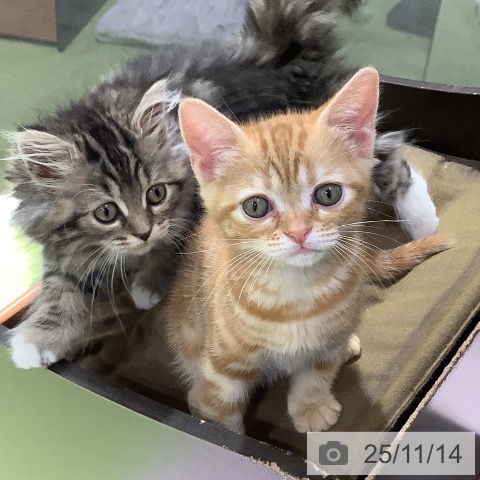 アメリカンショートヘアの写真