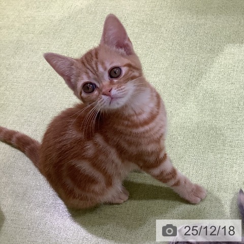 アメリカンショートヘアの写真