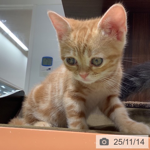 長野県のアメリカンショートヘアー (ペットプラス 松本店/2025年9月12日生まれ/女の子/レッドタビー)の子猫の4枚目の画像