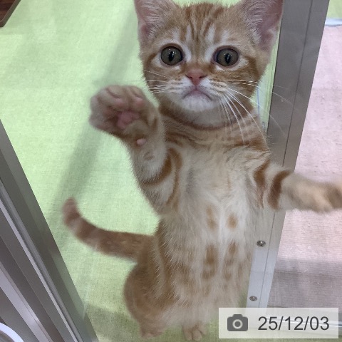 長野県のアメリカンショートヘアー (ペットプラス 松本店/2025年9月12日生まれ/女の子/レッドタビー)の子猫の3枚目の画像