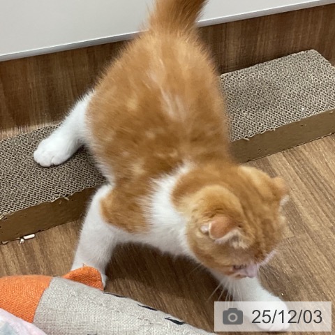 茨城県のスコティッシュフォールド (ペッツワン 古河店/2025年9月12日生まれ/男の子/レッドタビーホワイト)の子猫の4枚目の画像