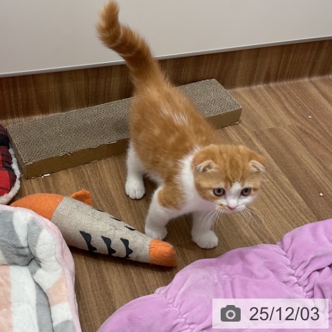 茨城県のスコティッシュフォールド (ペッツワン 古河店/2025年9月12日生まれ/男の子/レッドタビーホワイト)の子猫の3枚目の画像