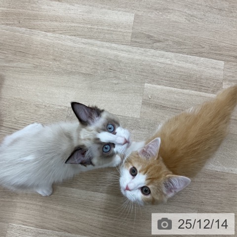 神奈川県のスコティッシュフォールド (ペットプラス アミーゴ藤沢店/2025年9月12日生まれ/男の子/レッドタビーホワイト)の子猫の4枚目の画像