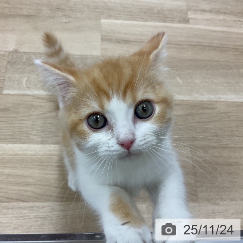 神奈川県のスコティッシュフォールド (ペットプラス アミーゴ藤沢店/2025年9月12日生まれ/男の子/レッドタビーホワイト)の子猫の3枚目の画像