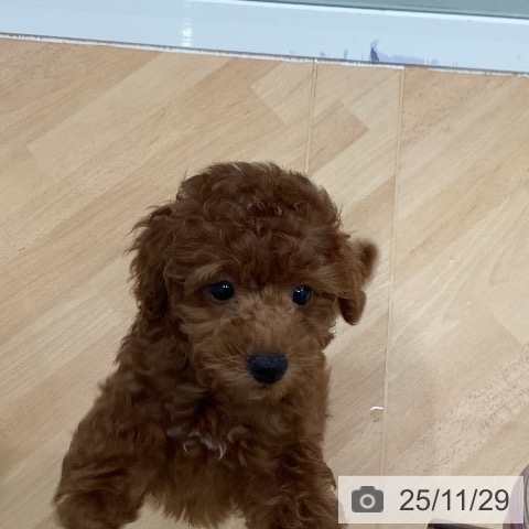 千葉県のトイプードル(トイ) (ペットプラス 成田店/2025年9月12日生まれ/女の子/レッド)の子犬の4枚目の画像