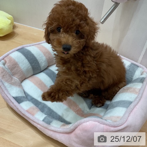 千葉県のトイプードル(トイ) (ペットプラス 成田店/2025年9月12日生まれ/女の子/レッド)の子犬の3枚目の画像