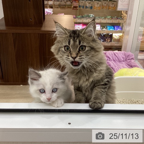 ラグドールの写真