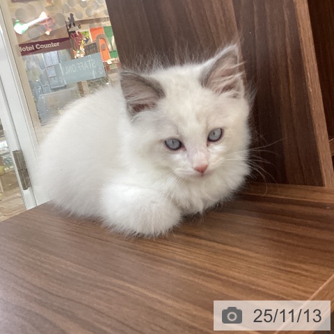 ラグドールの写真