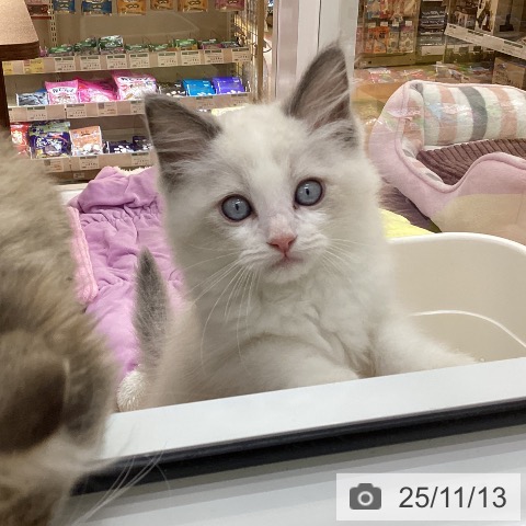 ラグドールの写真