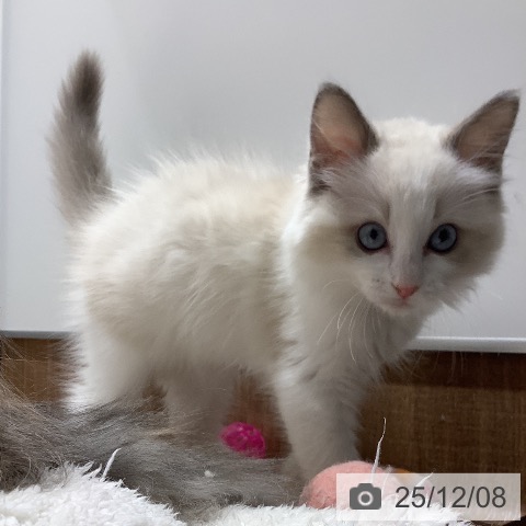 東京都のラグドール (ペッツワン 青梅インター店/2025年9月12日生まれ/男の子/ブルーポイントバイカラー)の子猫の4枚目の画像