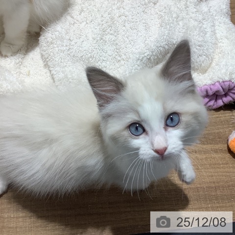 東京都のラグドール (ペッツワン 青梅インター店/2025年9月12日生まれ/男の子/ブルーポイントバイカラー)の子猫の3枚目の画像