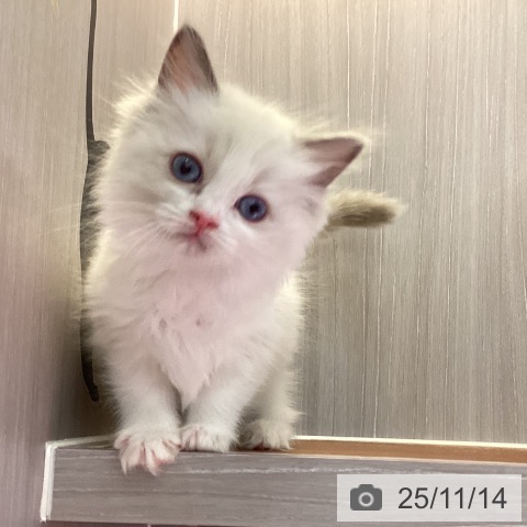 ラグドールの写真