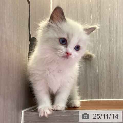 ラグドールの写真