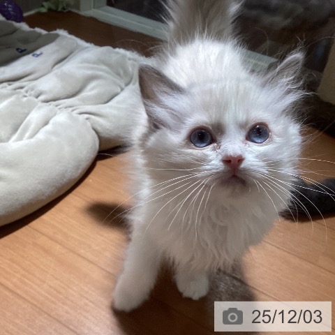 埼玉県のラグドール (ペットプラス イオンモール春日部店/2025年9月5日生まれ/女の子/ブルーポイントバイカラー)の子猫の4枚目の画像