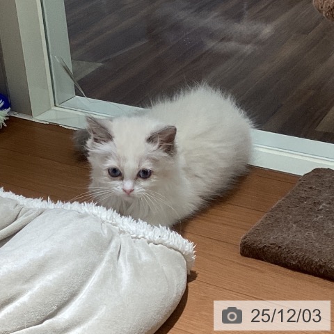 埼玉県のラグドール (ペットプラス イオンモール春日部店/2025年9月5日生まれ/女の子/ブルーポイントバイカラー)の子猫の3枚目の画像