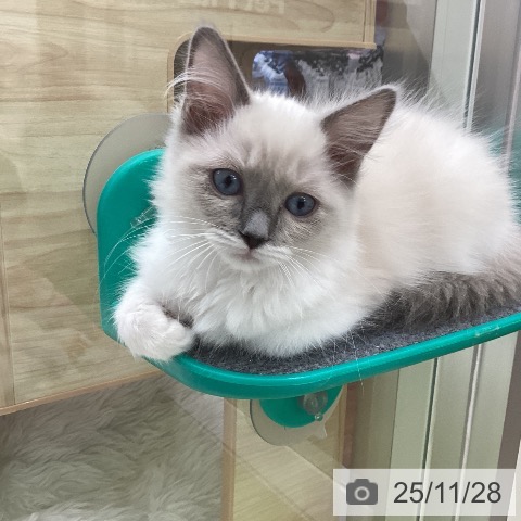 千葉県のラグドール (ペットプラス 成田店/2025年9月12日生まれ/女の子/ブルーポイントミテッド)の子猫の3枚目の画像