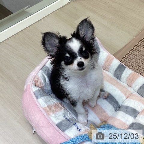 埼玉県のチワワ(ロング) (ペットプラス クレアモール川越店/2025年9月3日生まれ/男の子/ブラックタンホワイトマーキングス)の子犬の4枚目の画像