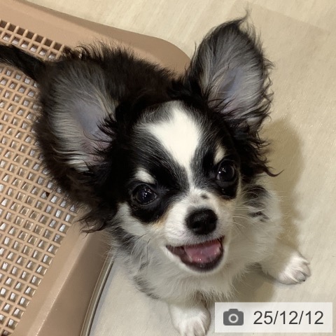 埼玉県のチワワ(ロング) (ペットプラス クレアモール川越店/2025年9月3日生まれ/男の子/ブラックタンホワイトマーキングス)の子犬の4枚目の画像